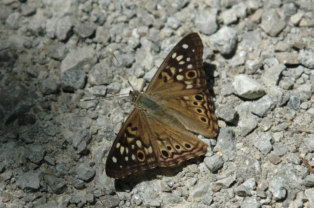 083 Hackberry, 2007-06088271 Macbride Field Campus, IA.JPG - Hackberry Emperor Butterfly (Asterocampa celtis). Macbride Field Campus, IA, 6-8-2007